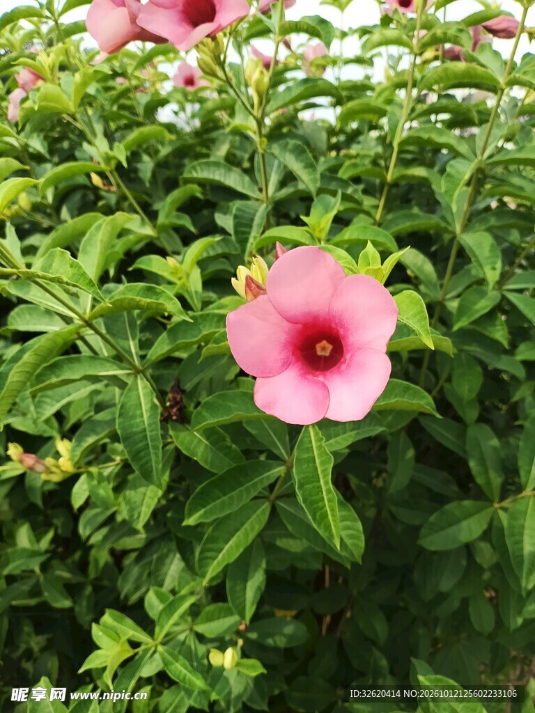 盛开的粉色木槿花