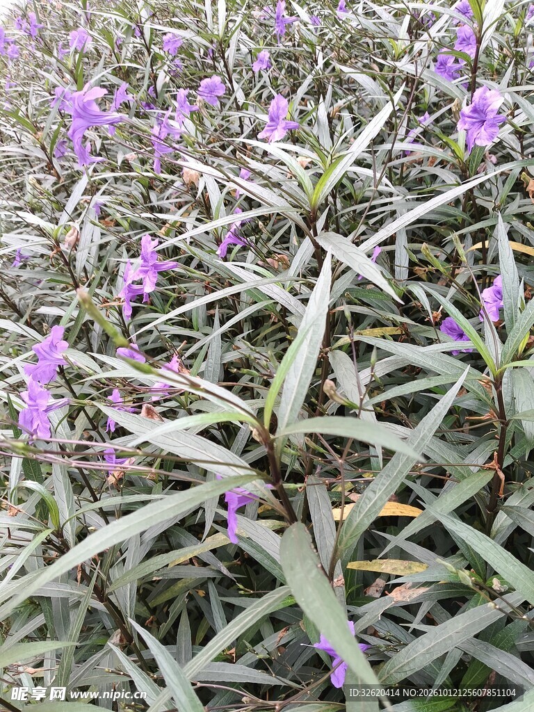 翠芦莉紫色花丛