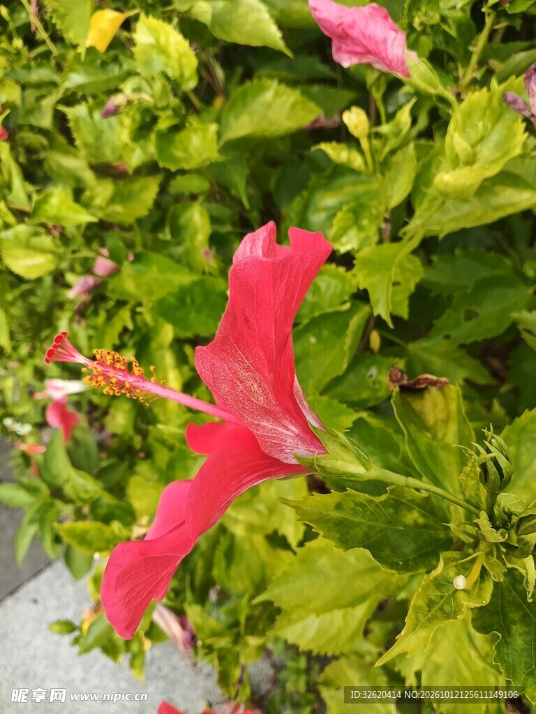 艳丽扶桑花绿植特写