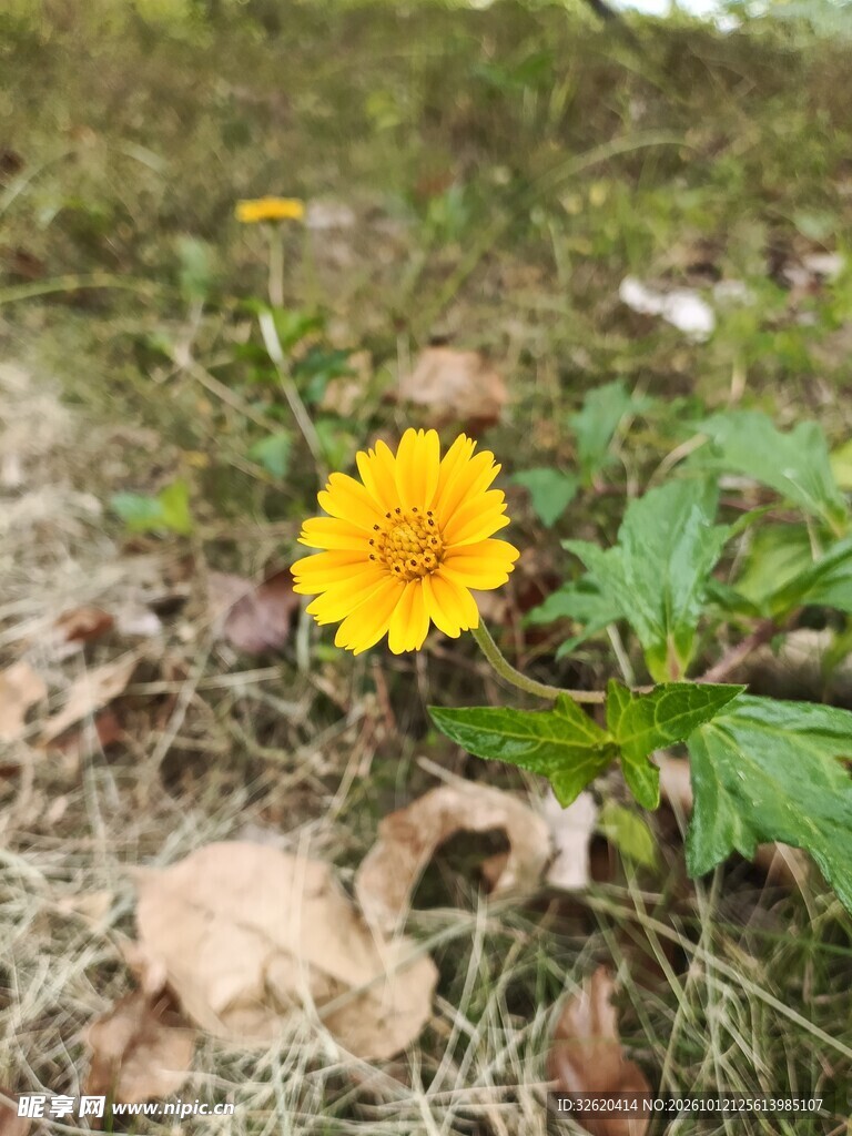 野外绽放的黄色小花