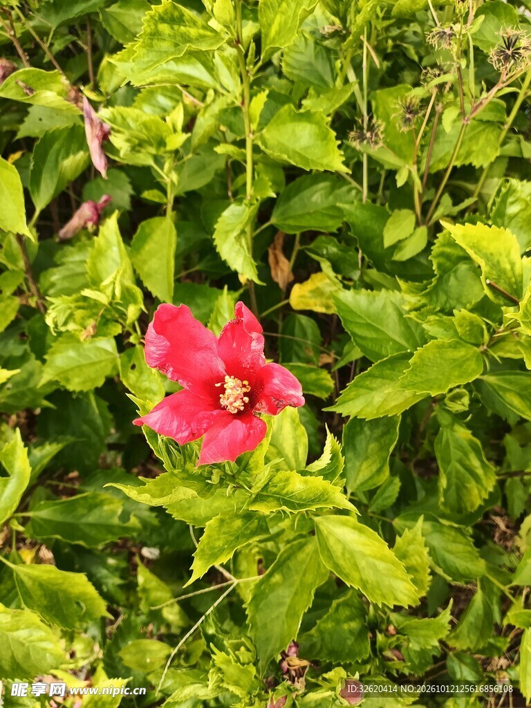 绿叶间的红色小花