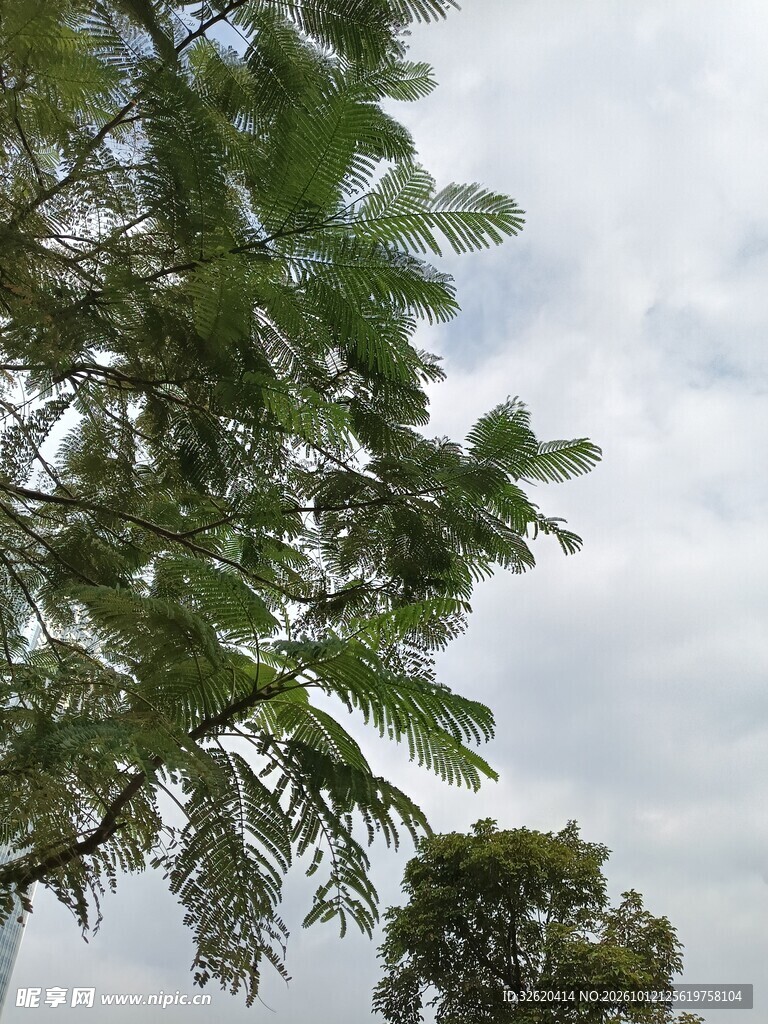 阴天仰拍绿树天空