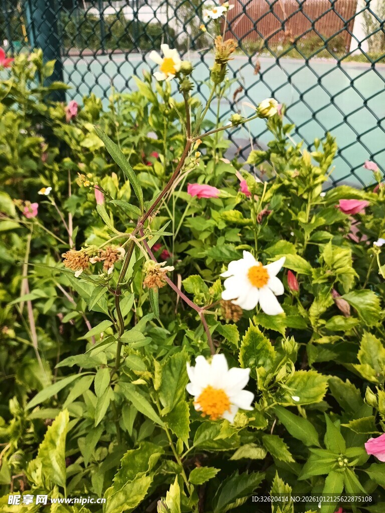 围栏旁的清新花丛