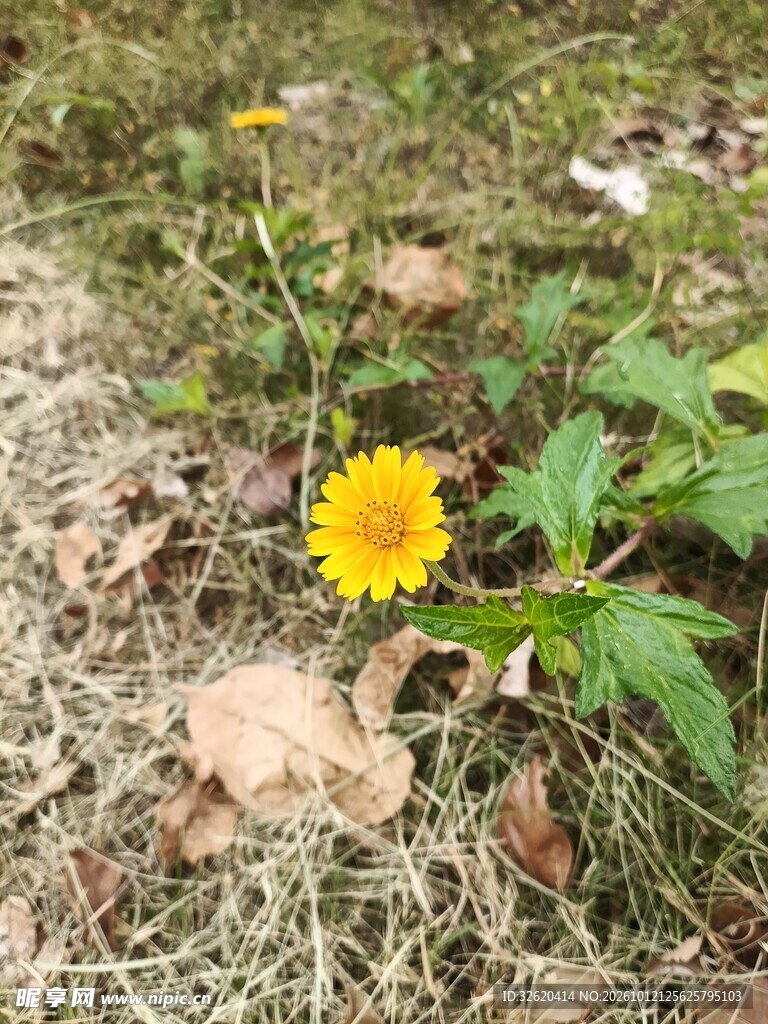 草地上的黄色小野花