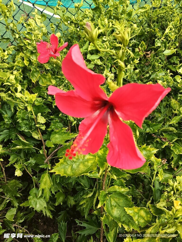 绿叶丛中红色朱槿花