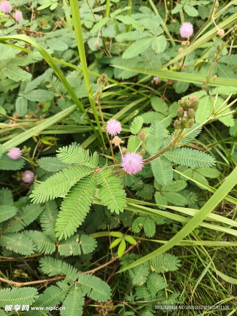 野生含羞草带花植株