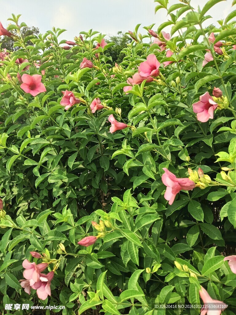 盛开的粉色木槿花丛