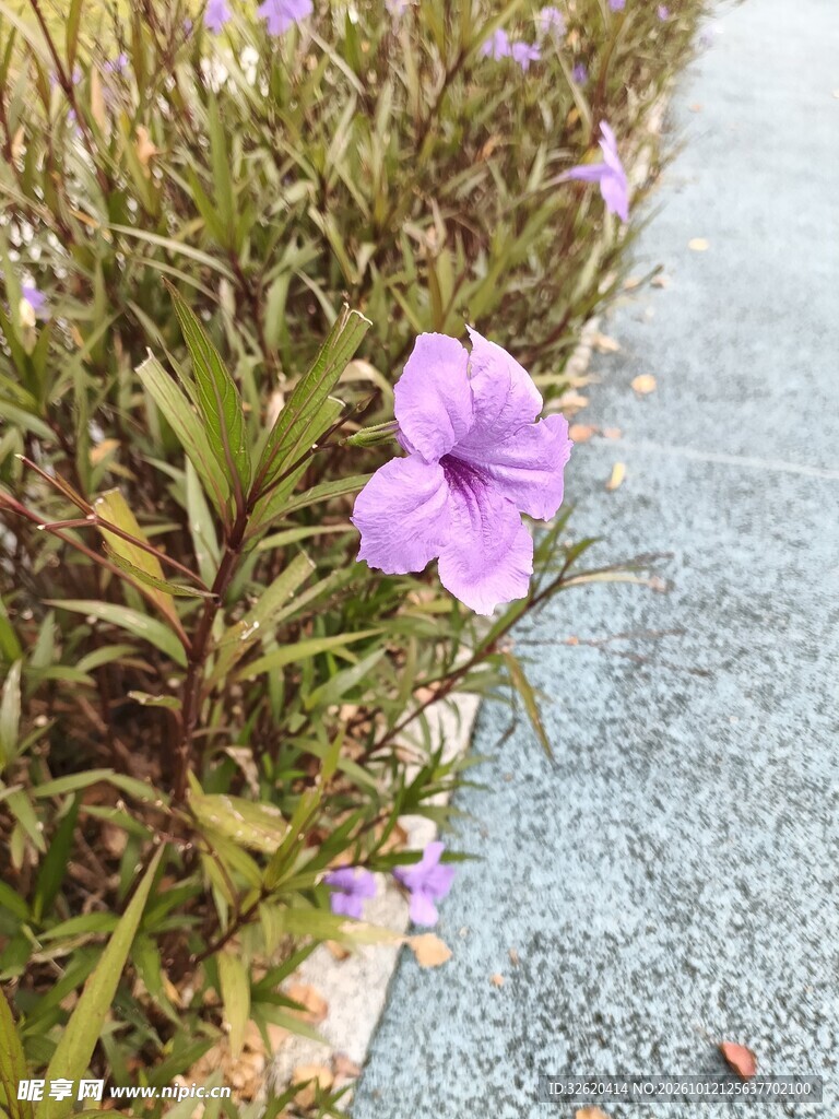 翠芦莉紫色小花实拍