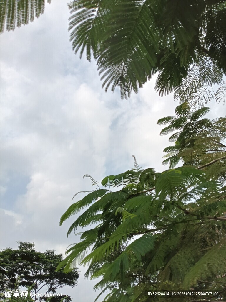 棕榈枝叶与多云天空