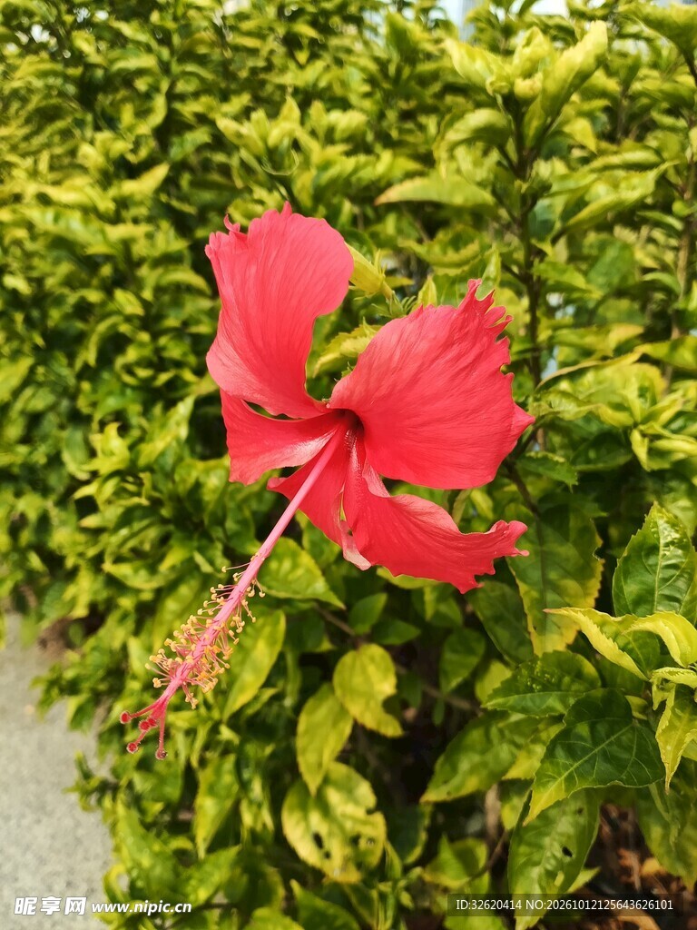 单朵红色扶桑花