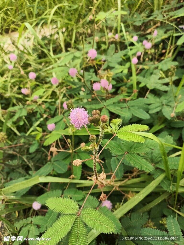 野地含羞草粉花