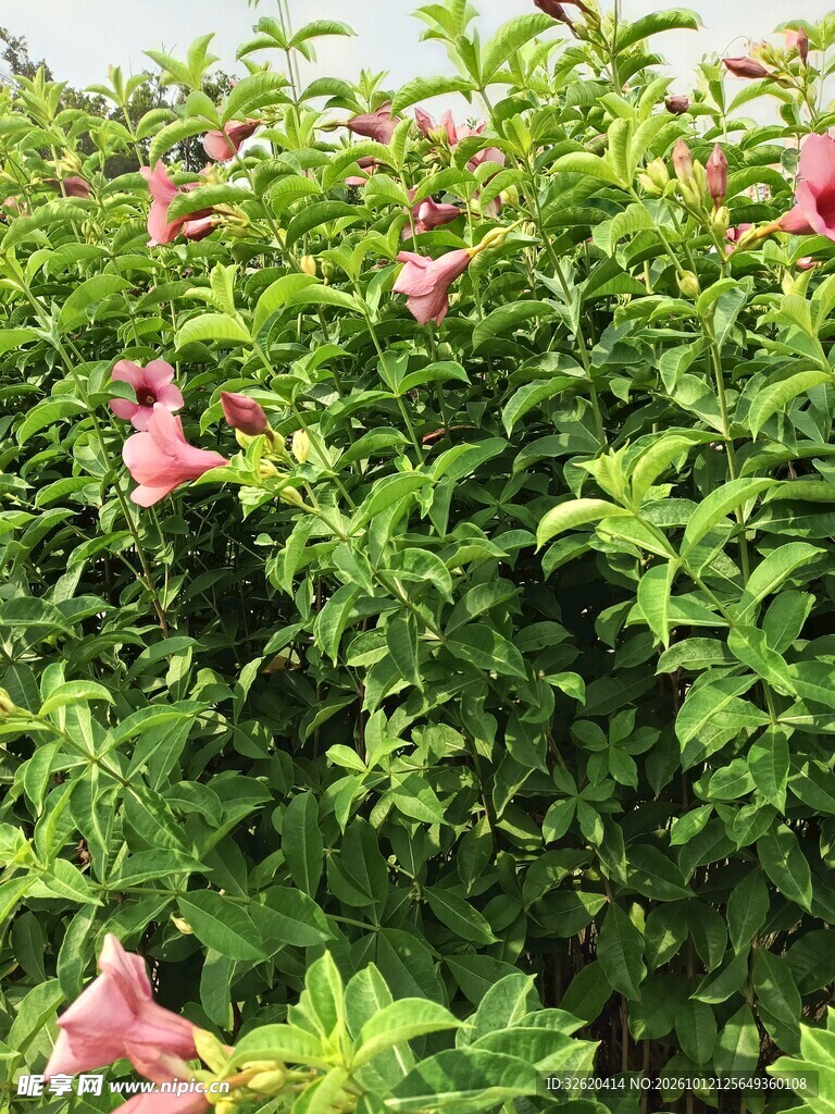 粉花点缀绿植灌丛