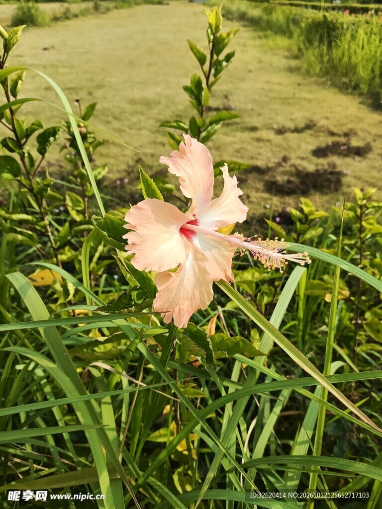 草丛间淡粉野花