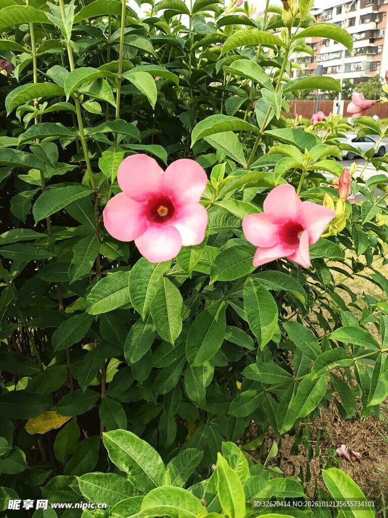 绿叶丛中两朵粉花