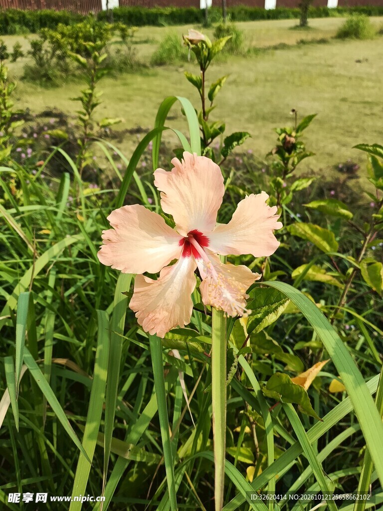 浅粉五瓣花户外特写