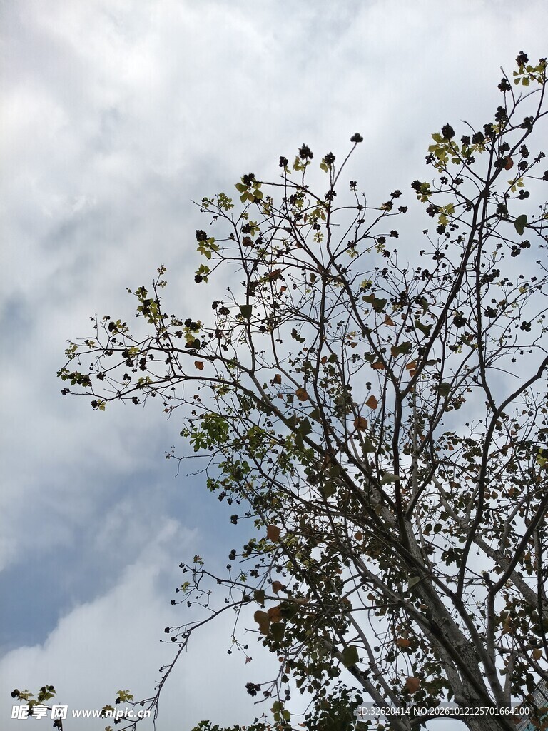阴天仰拍树木枝桠