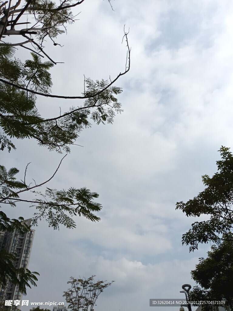 阴天天空下的树木枝叶