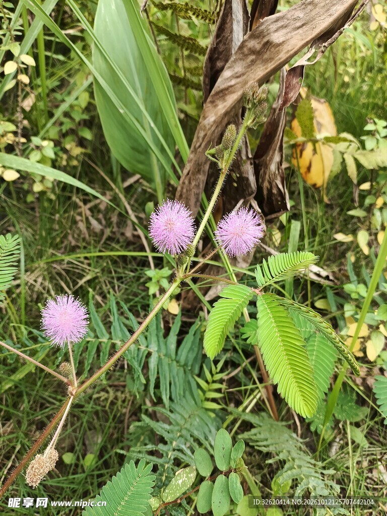 野外粉紫色球状野花
