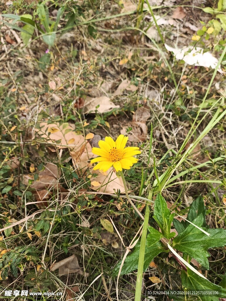 草地黄色小野花