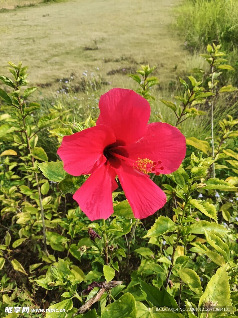 红色朱槿花特写