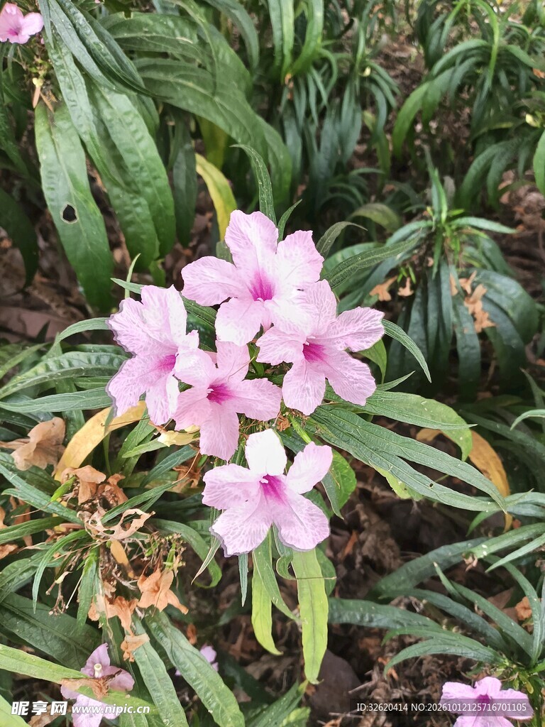 粉色小花清新绽放