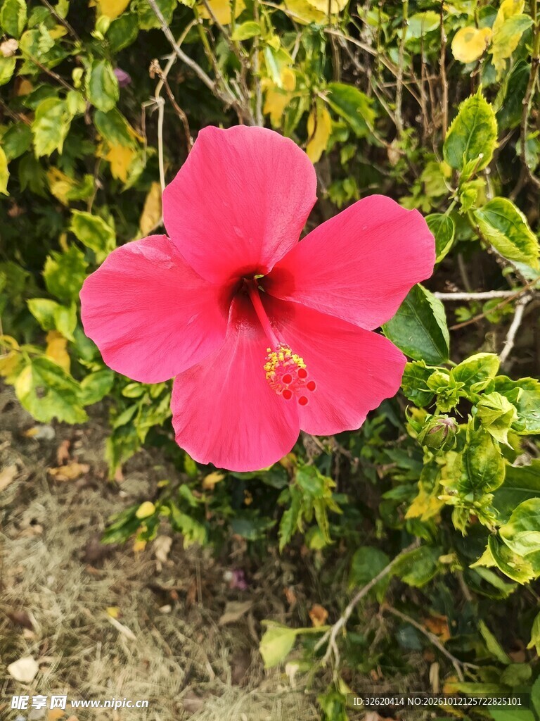 红色扶桑花特写