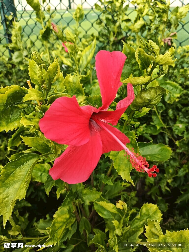 红色朱槿花