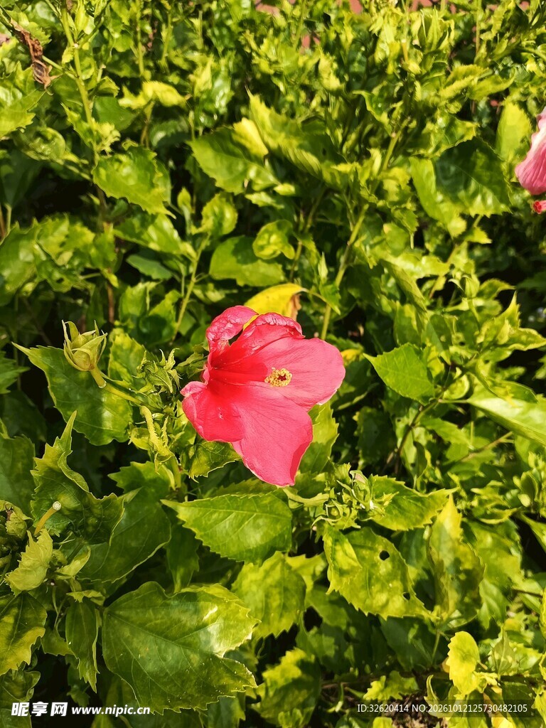 绿叶丛中盛放朱槿花