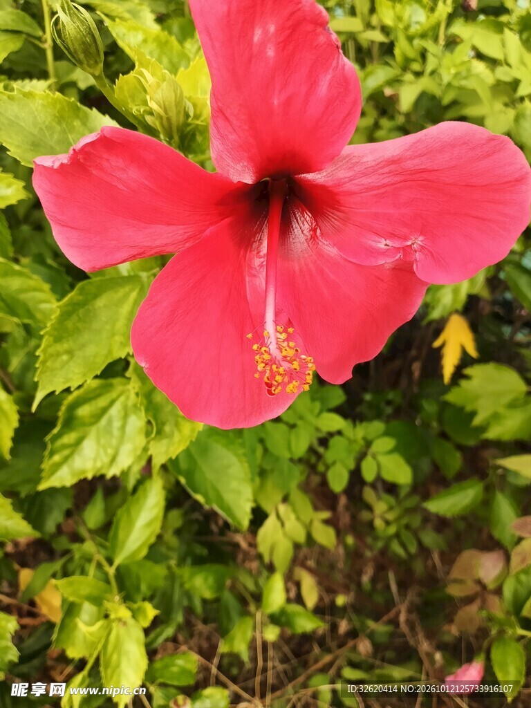 红色朱槿花特写