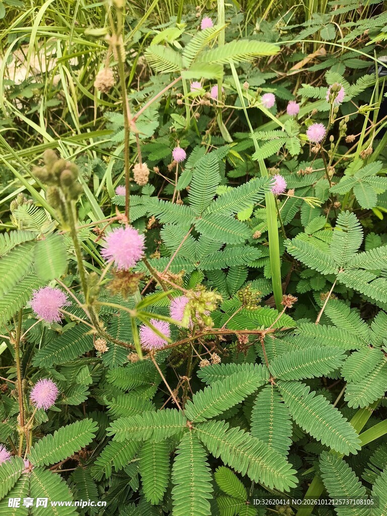 野生含羞草开花植株