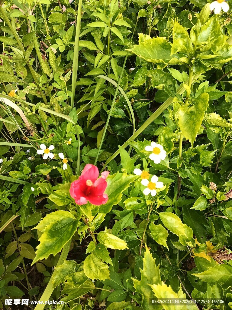 绿植丛中红花点缀