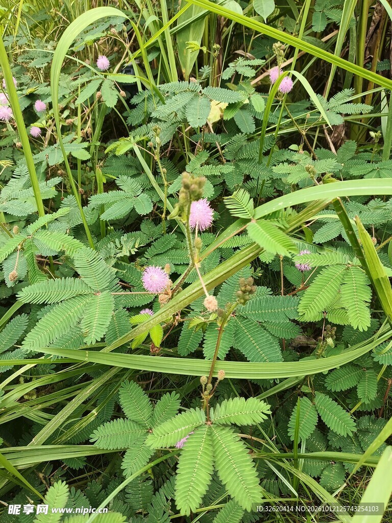 野外含羞草粉花植株