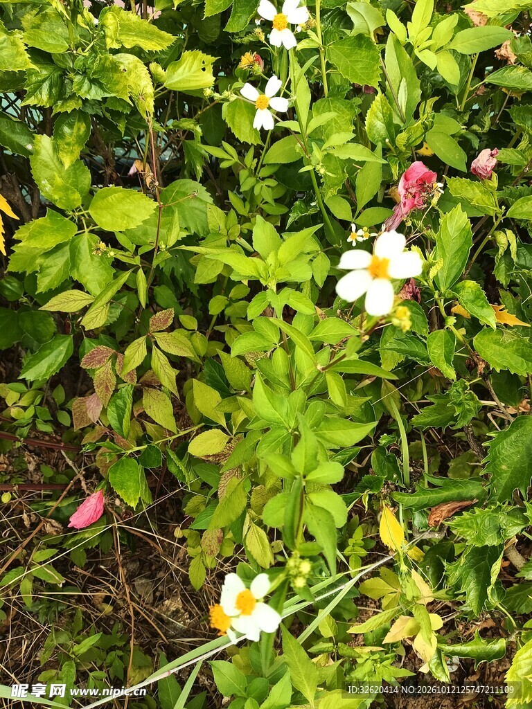 清新野生小花丛