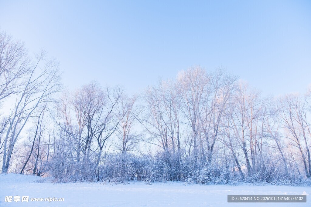 冬日雪原树林风光