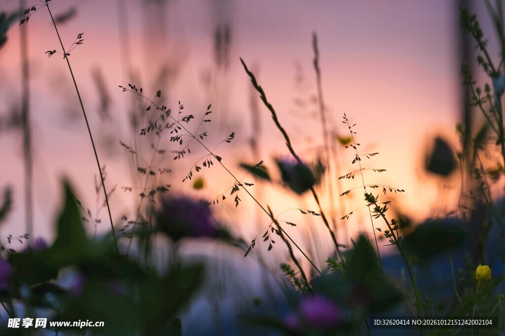 夕照朦胧草野风光