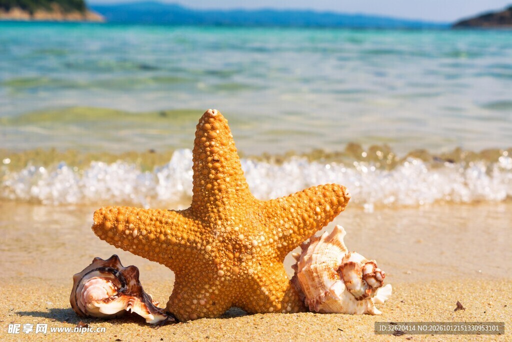 海滩上的海星与海螺