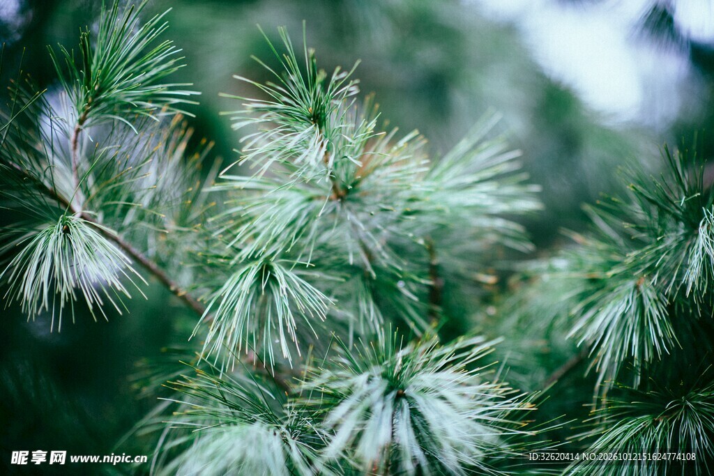 朦胧针叶绿植特写