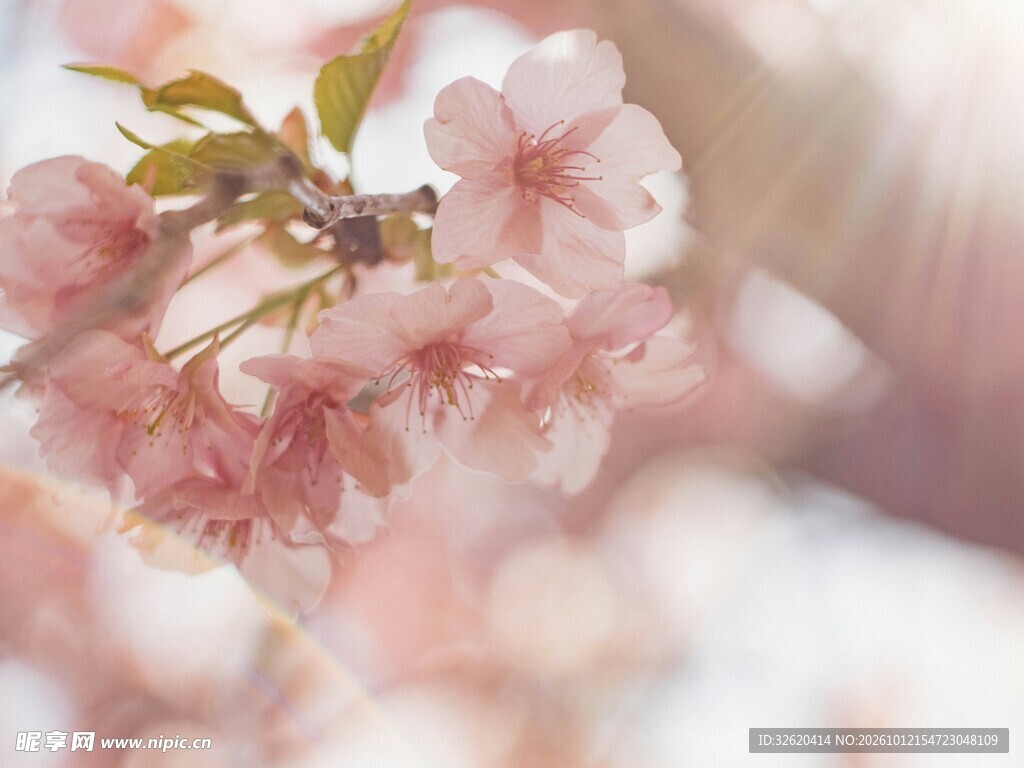 春日朦胧樱花特写