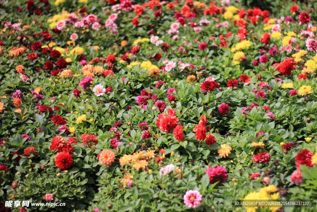 五彩烂漫花田盛景