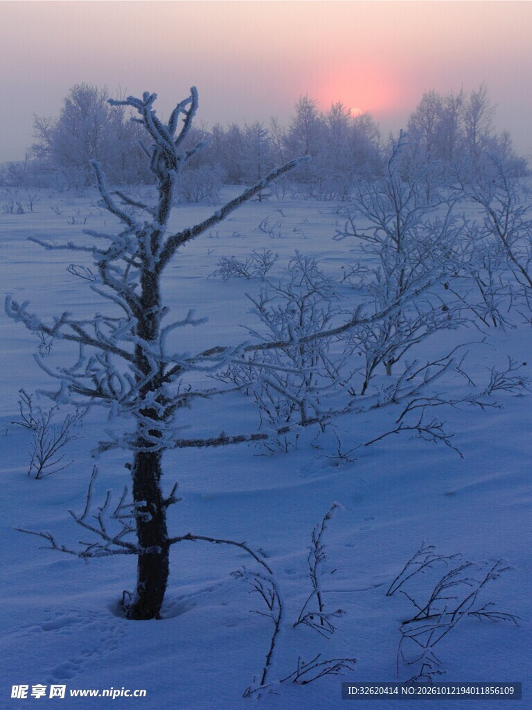 雪原孤树落日冬景
