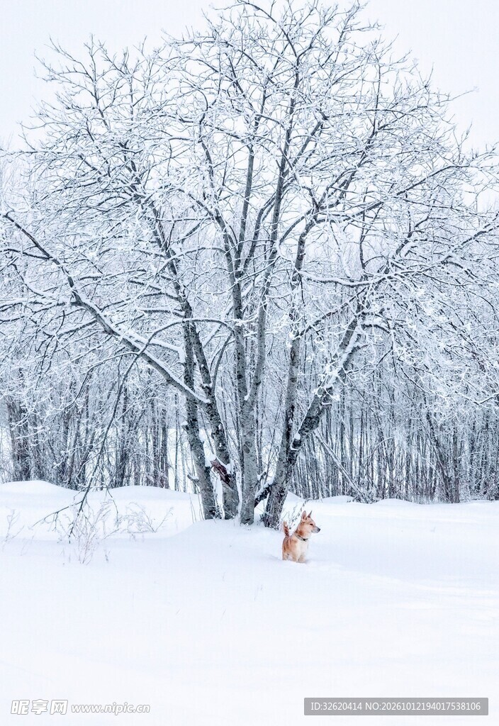 冬日雪后树林雪景