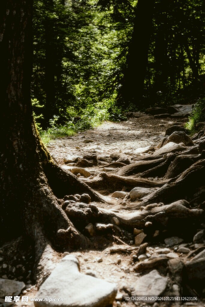 林间石阶步道
