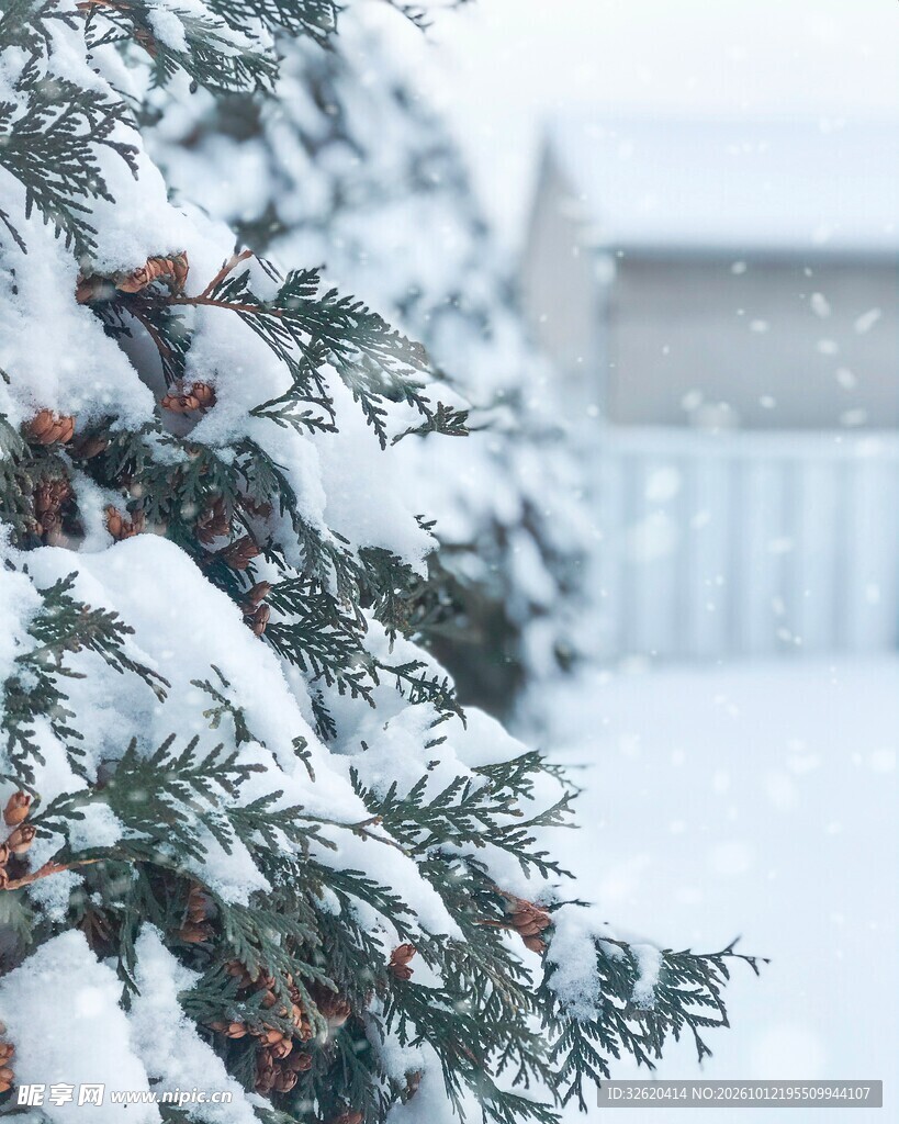 雪覆松枝冬日雪景