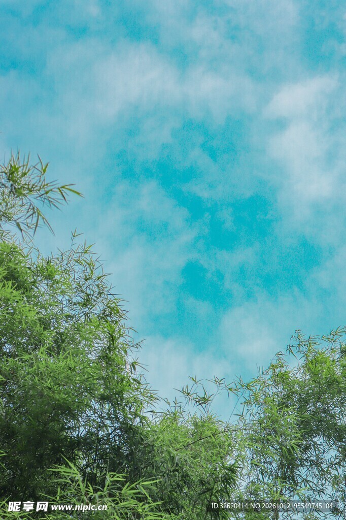 树隙间的蓝天白云