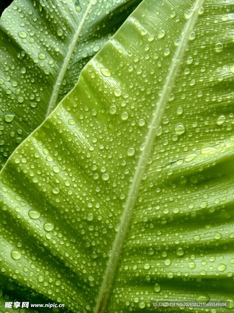 带水珠的翠绿叶片特写