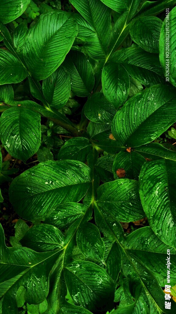 翠绿绿植叶片背景