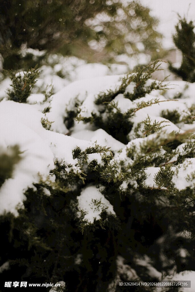 雪覆松枝冬日雪景