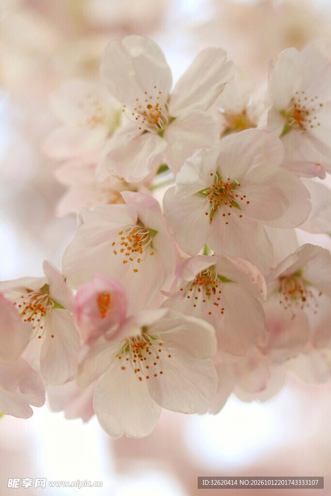 柔焦淡粉樱花特写