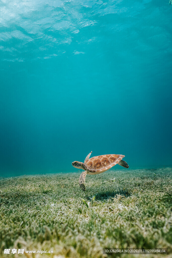 浅海畅游的海龟
