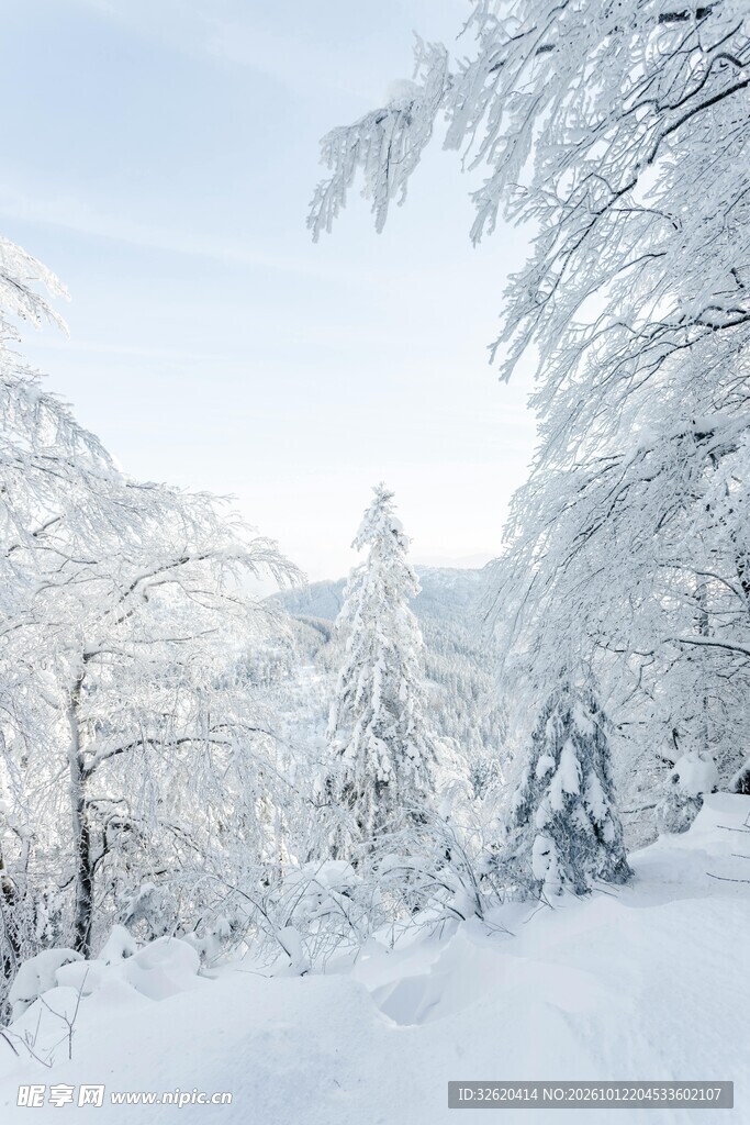 冬日雾凇雪景风光